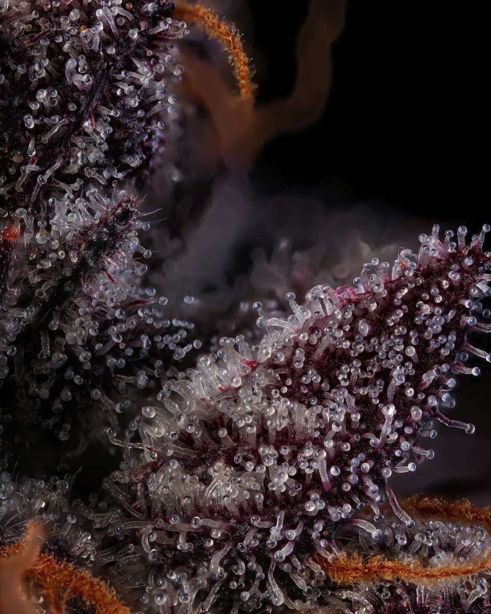 Cannabis flower close up